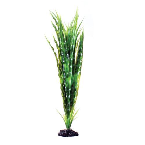 UNDERWATER TREASURES Cryptocoryne Balansae - 20"