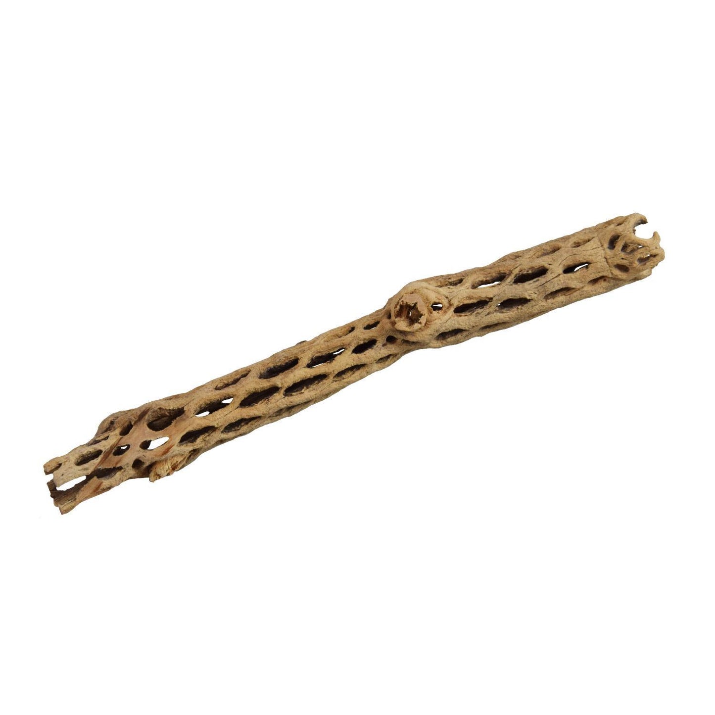 UT Cholla Sticks Medium 6"