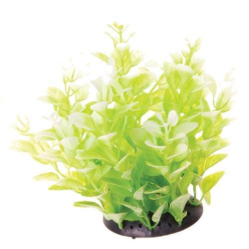 UT White Tipped Cardamine - 6"