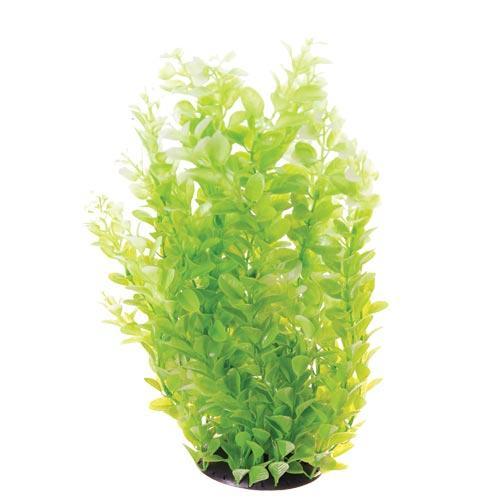 White Tipped Cardamine - 16"