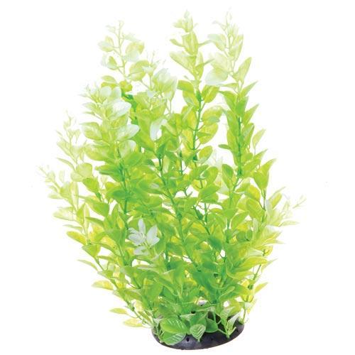 White Tipped Cardamine