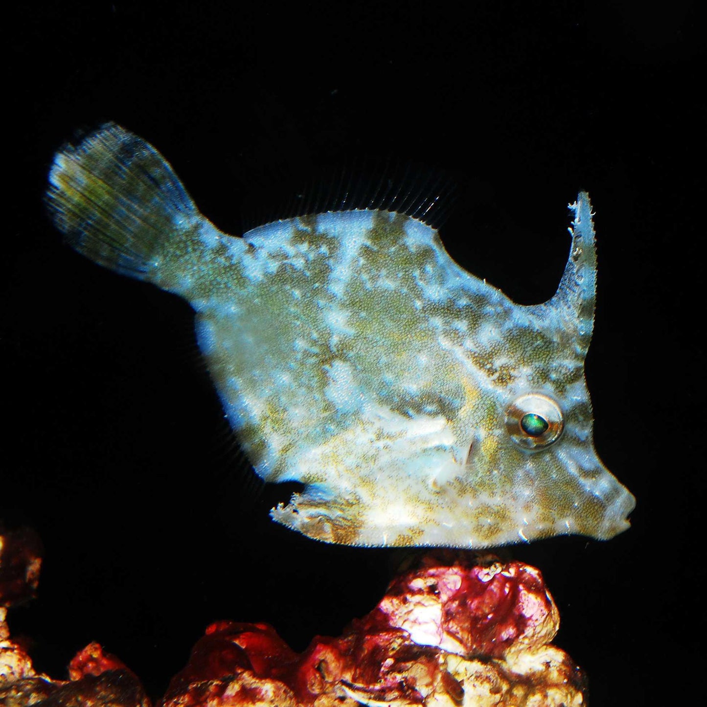 (Biota) Matted filefish (Aiptasia-Eating) 2.5"