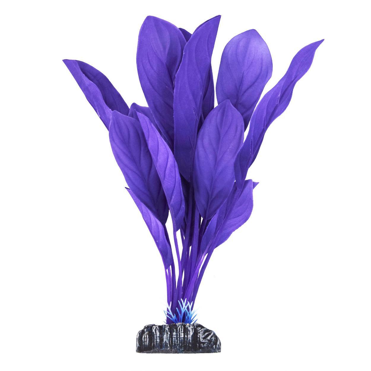 UT Anubias - Purple