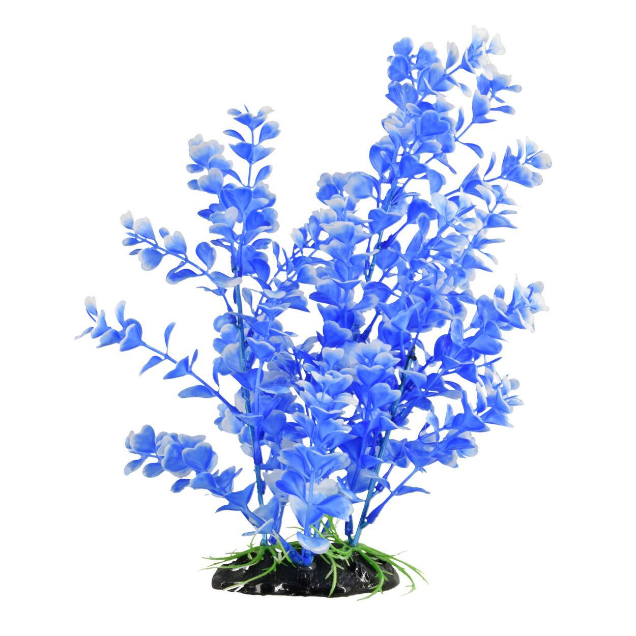 UT Blue Moon Bog Plant