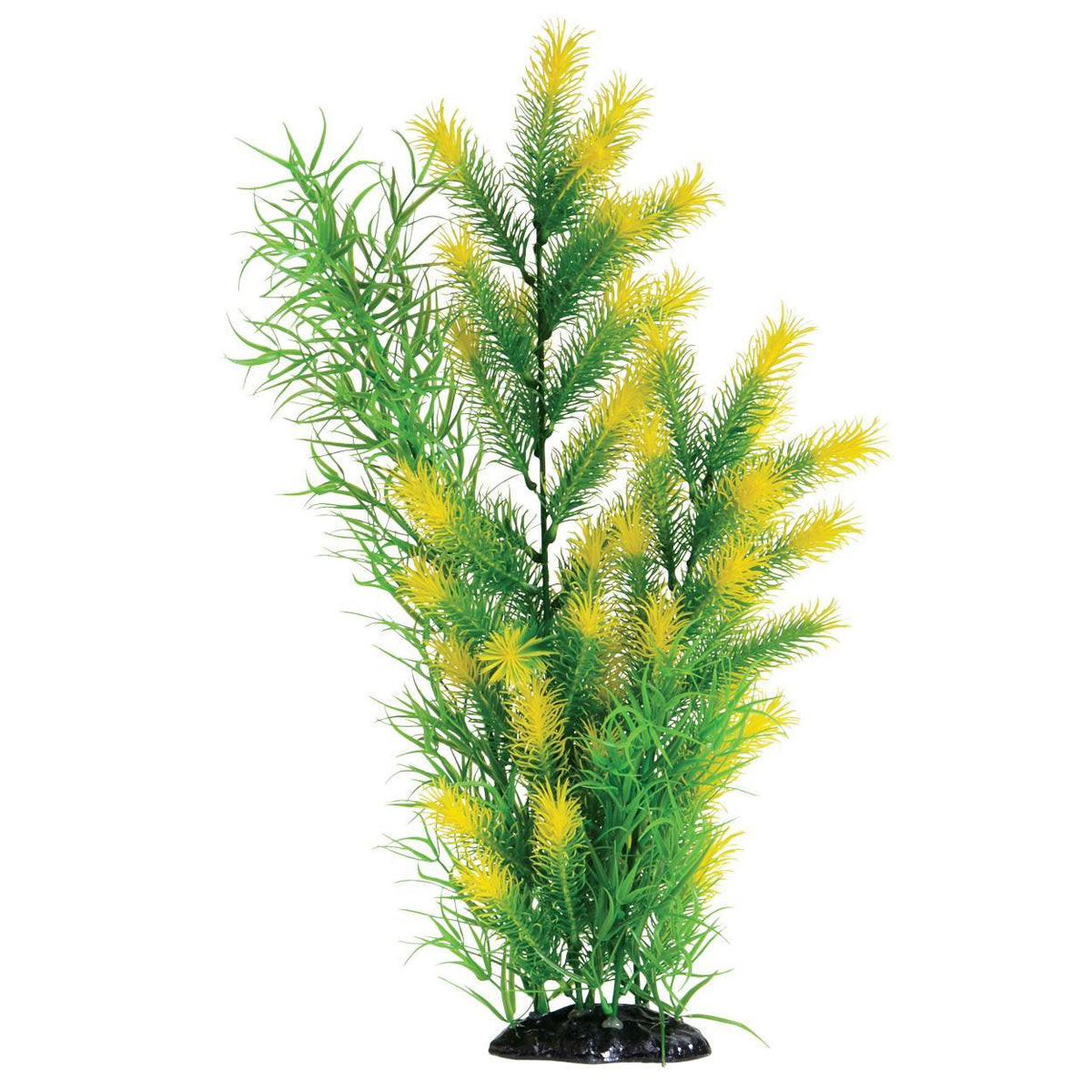 UT Morning Sun Fern - 20"