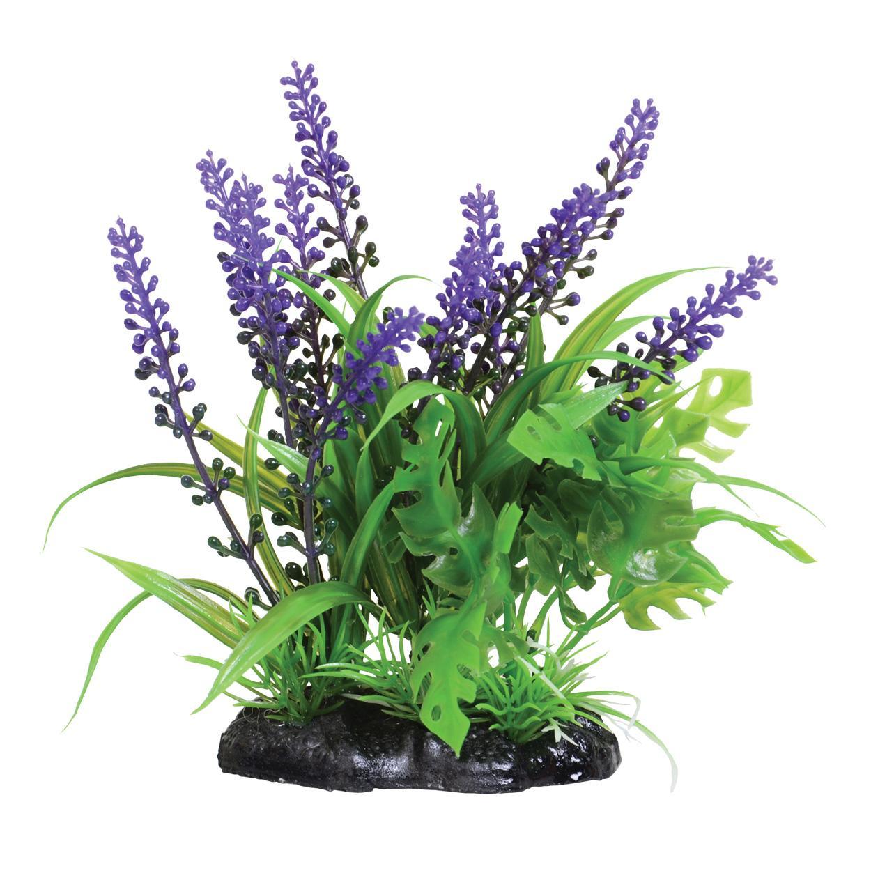 Purple Passion - 6"