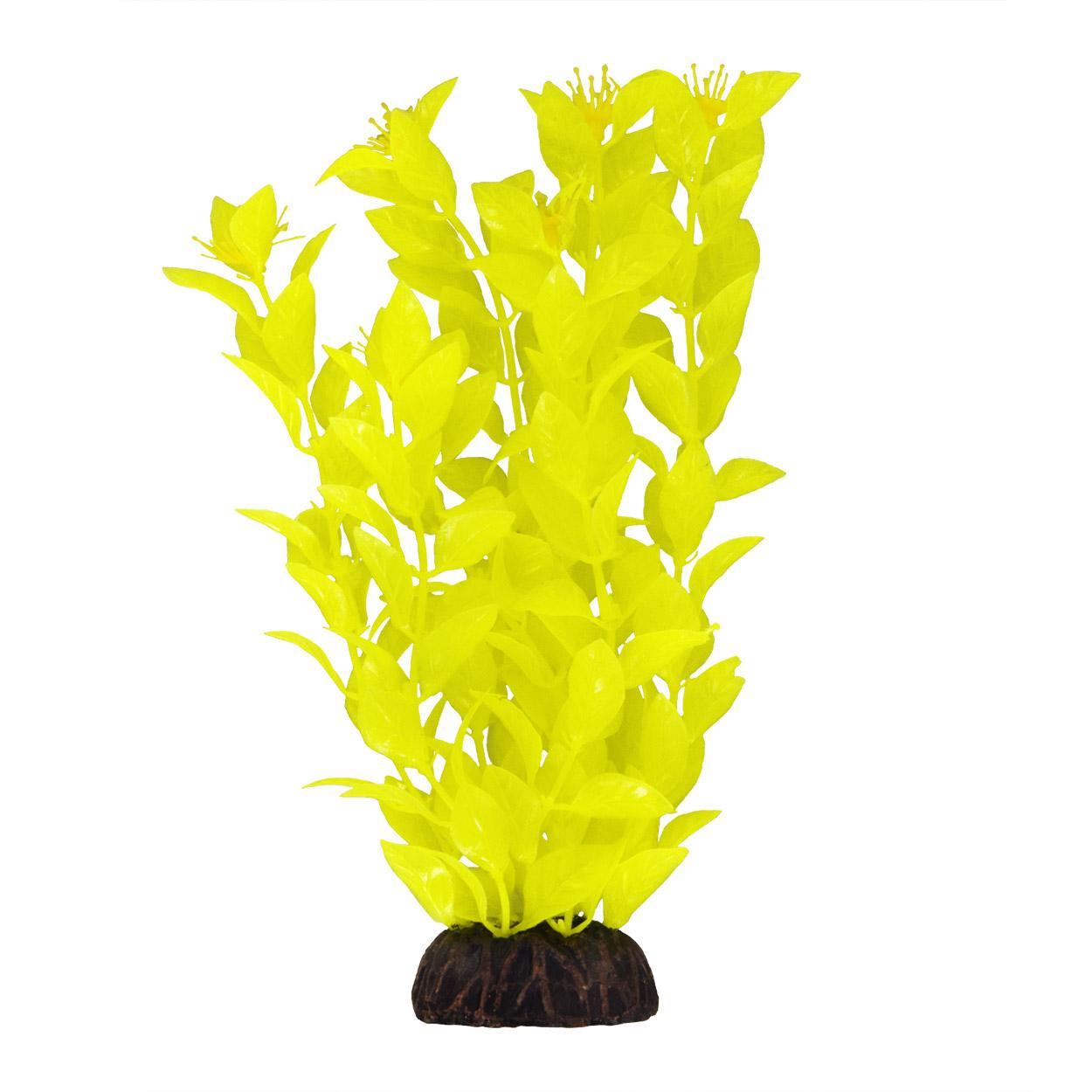 UT Ludwigia Yellow 8"