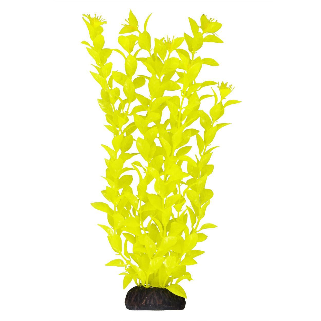 UT Ludwigia Yellow 12"