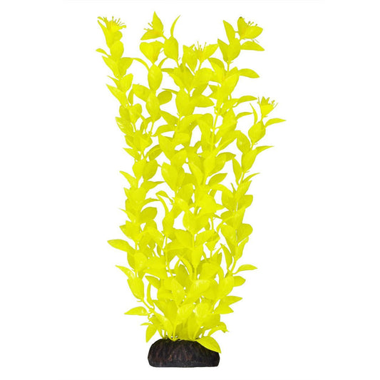 UT Ludwigia Yellow 12"