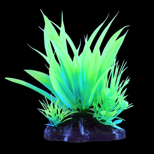 UT Glow Star Plant - Green