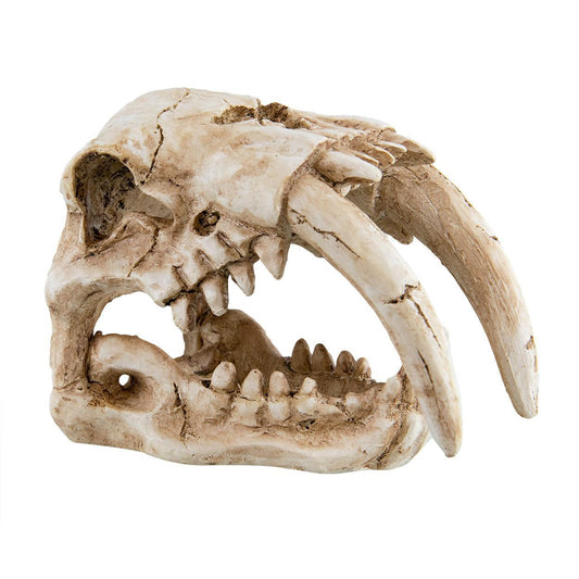 UT Sabertooth Skull