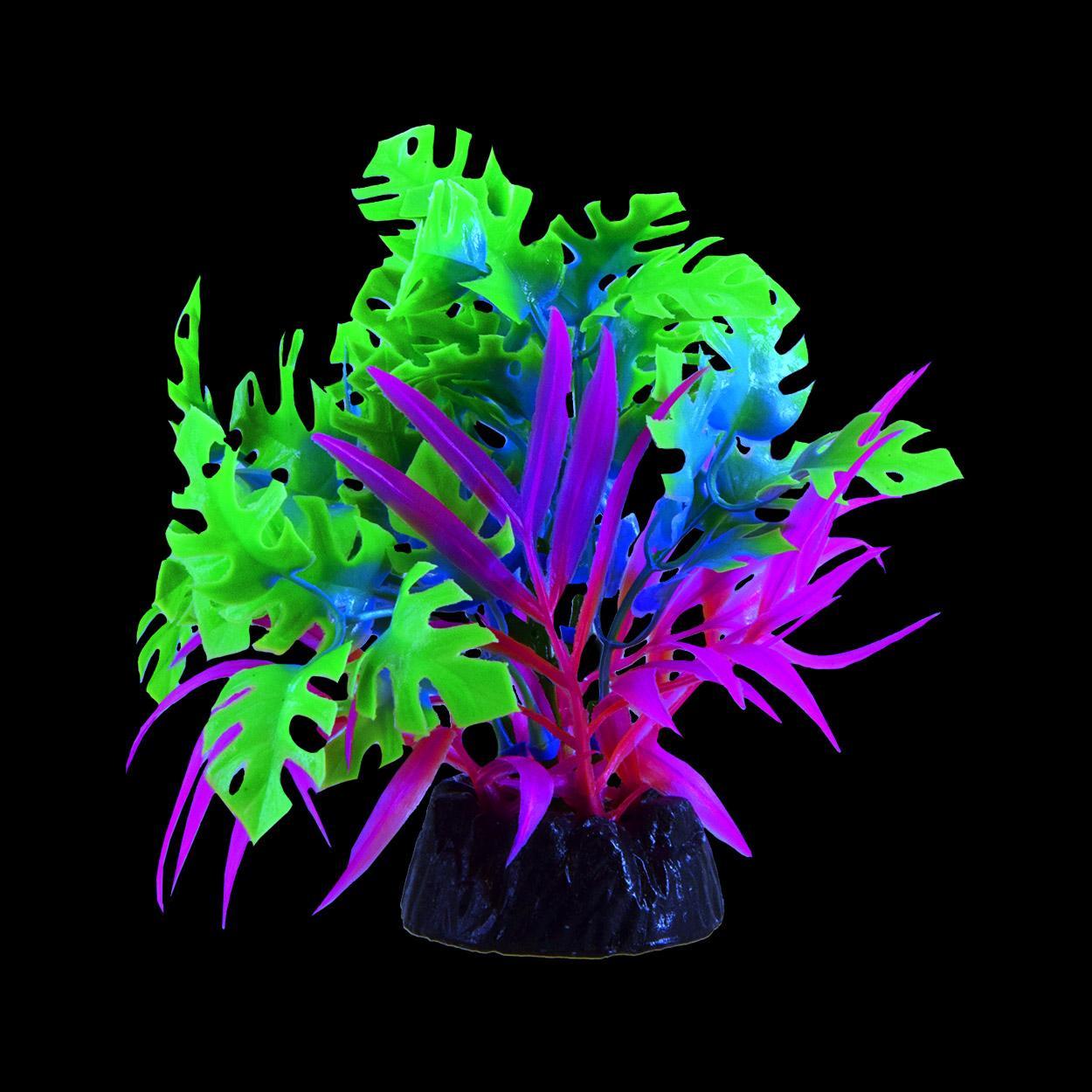 UT Glo Anubias Blue Small