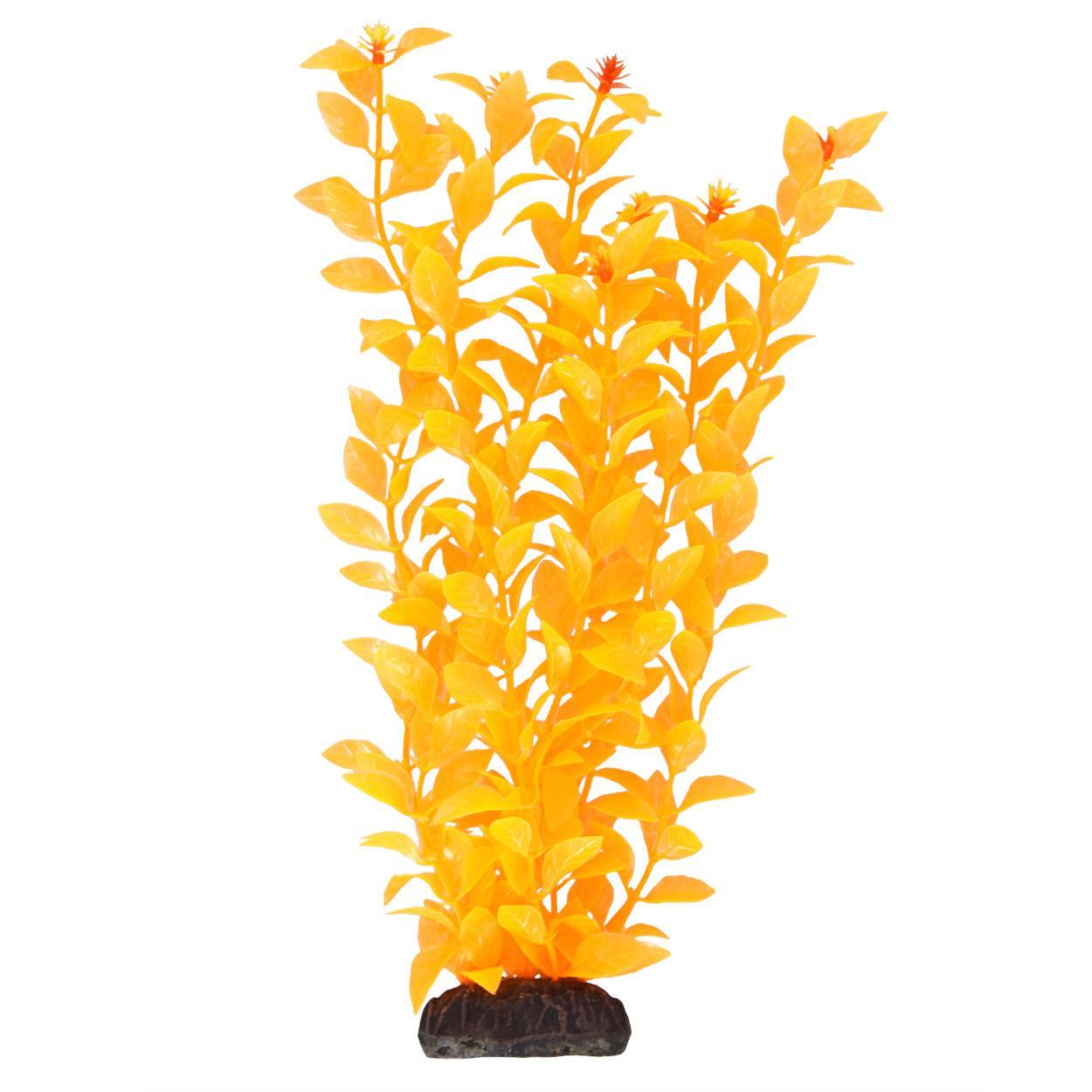 UT Ludwigia Orange 12"