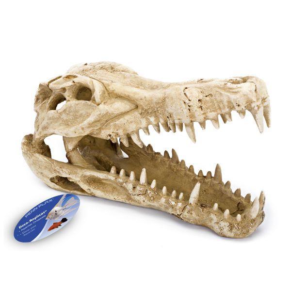 Crocodile Skull