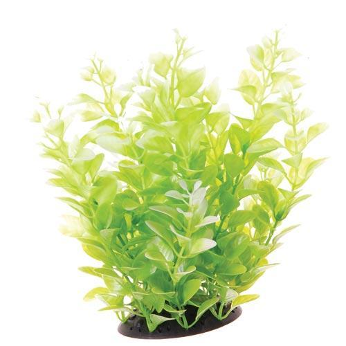 UT White Tipped Cardamine - 10"