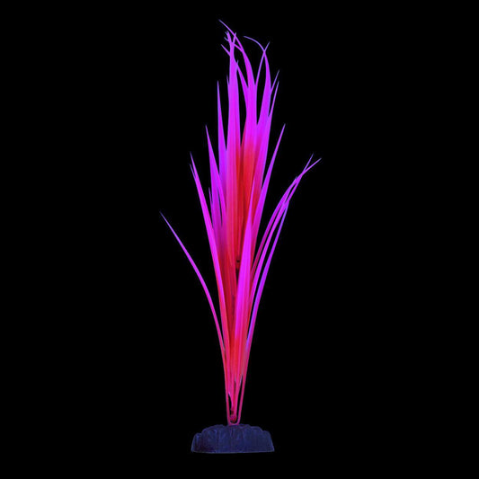 UT Glow Sagittaria Pink