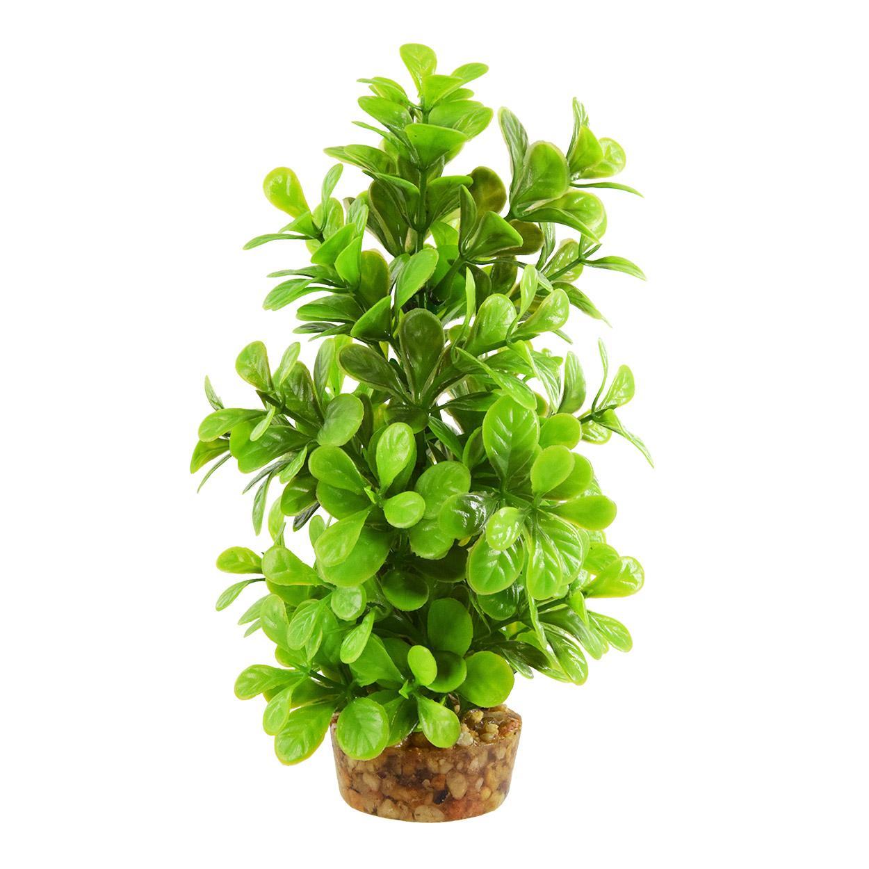 UT Moneywort Tree - 8"
