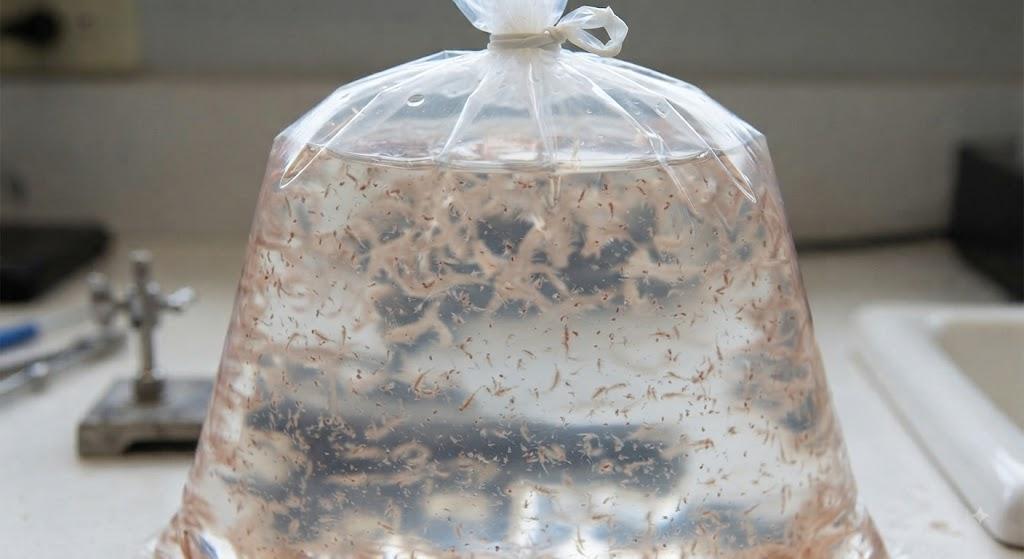 AG Brine (Baby) Portion