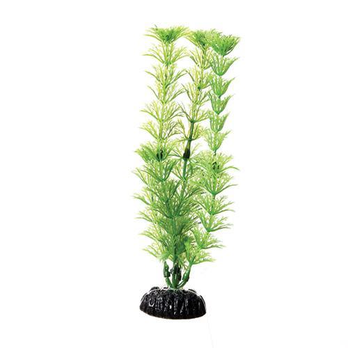 UT Green Cabomba 8"