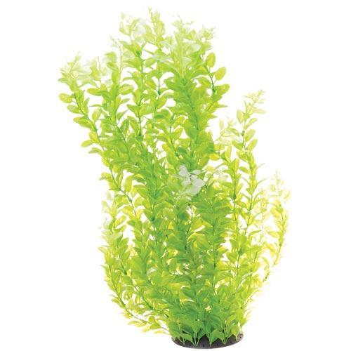 UT White Tipped Cardamine - 24"