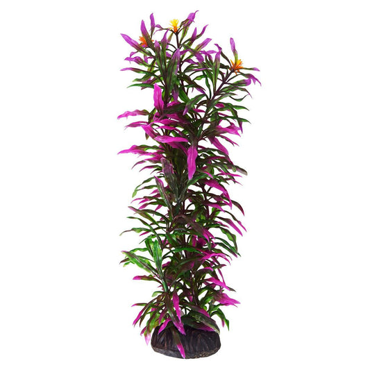 UT Hygro Araguais - 12"