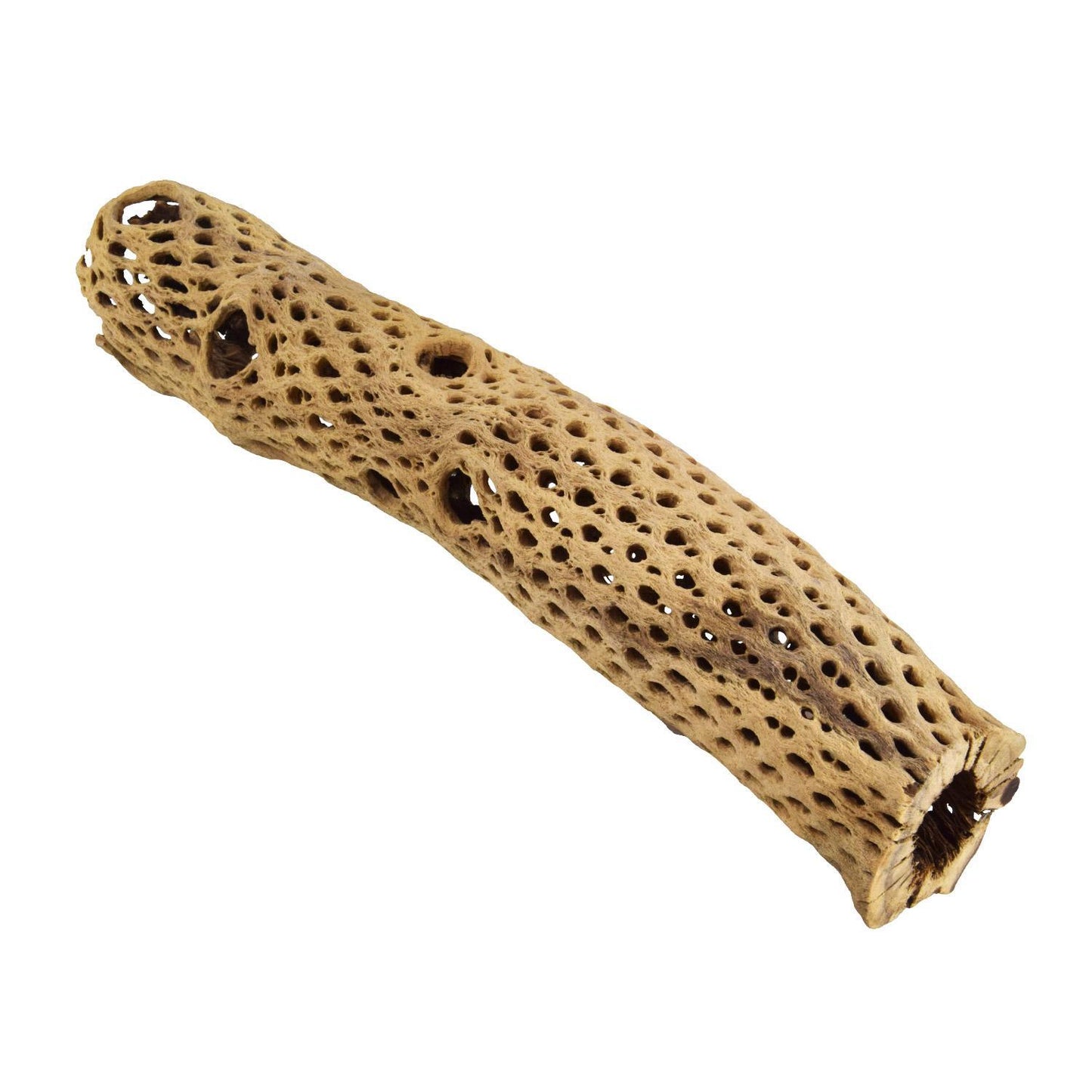 UT Large Cholla Tunnel Large 12"