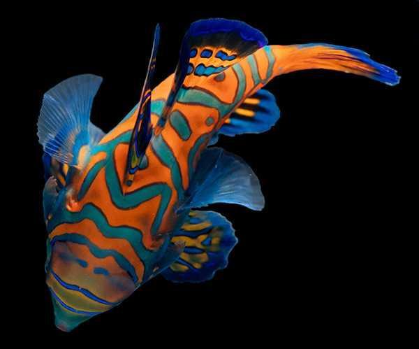 (Biota) Blue Mandarin Fish