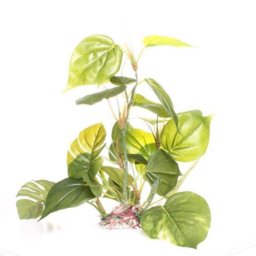12" Jade Pothos