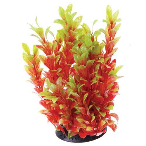 UT Red Ludwigia 10"