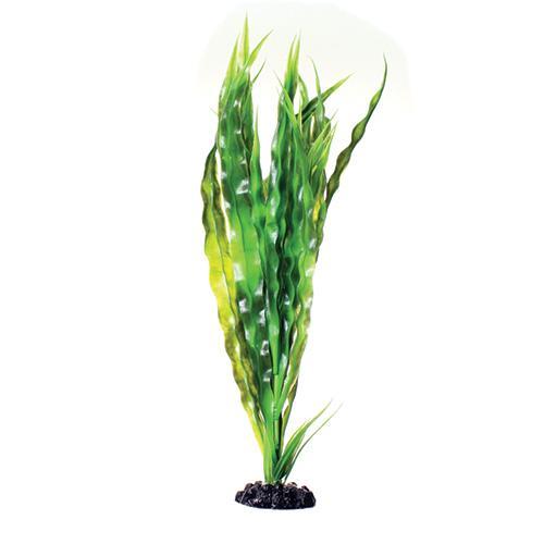 Cryptocoryne Balansae - 16"