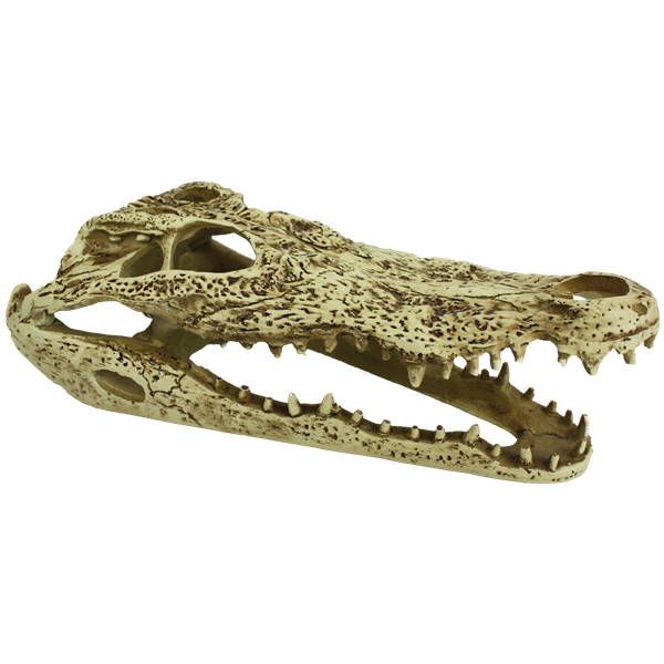 Komodo Alligator Skull - 9.5"
