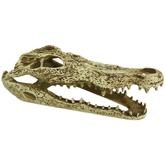 Komodo Alligator Skull - 9.5"