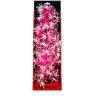 Aquatop Pink Cannabis 16"