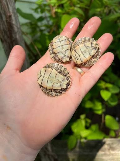 False map turtle