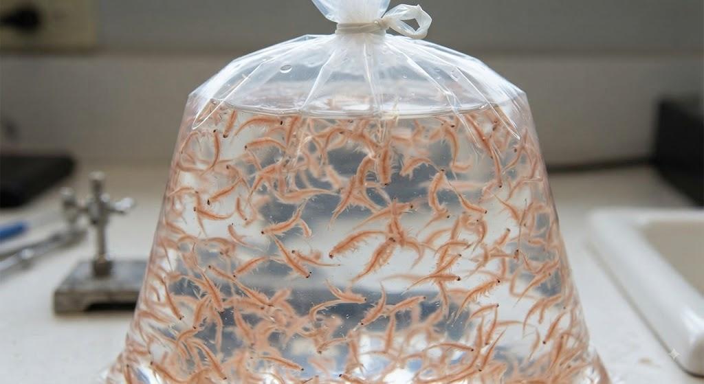 AG Brine (Adult) Portion