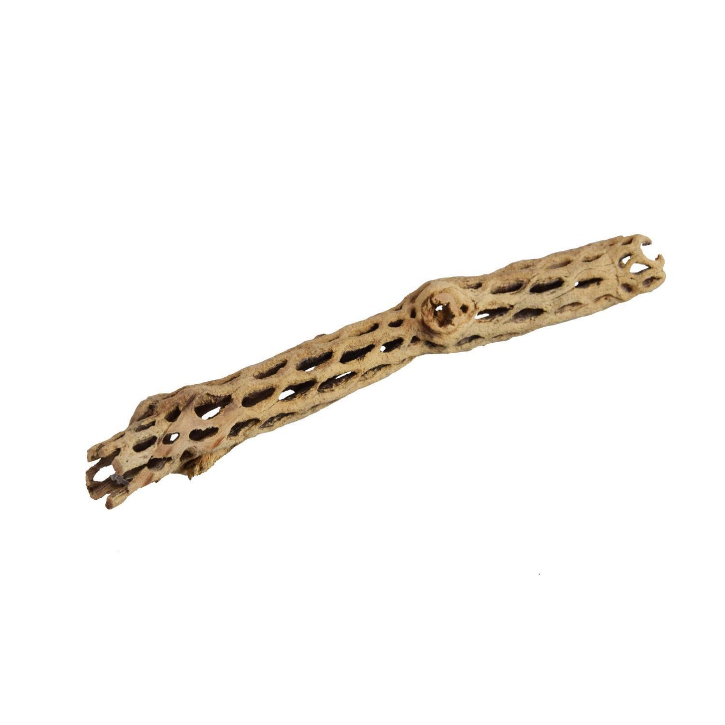 UT Cholla Sticks Small 4"