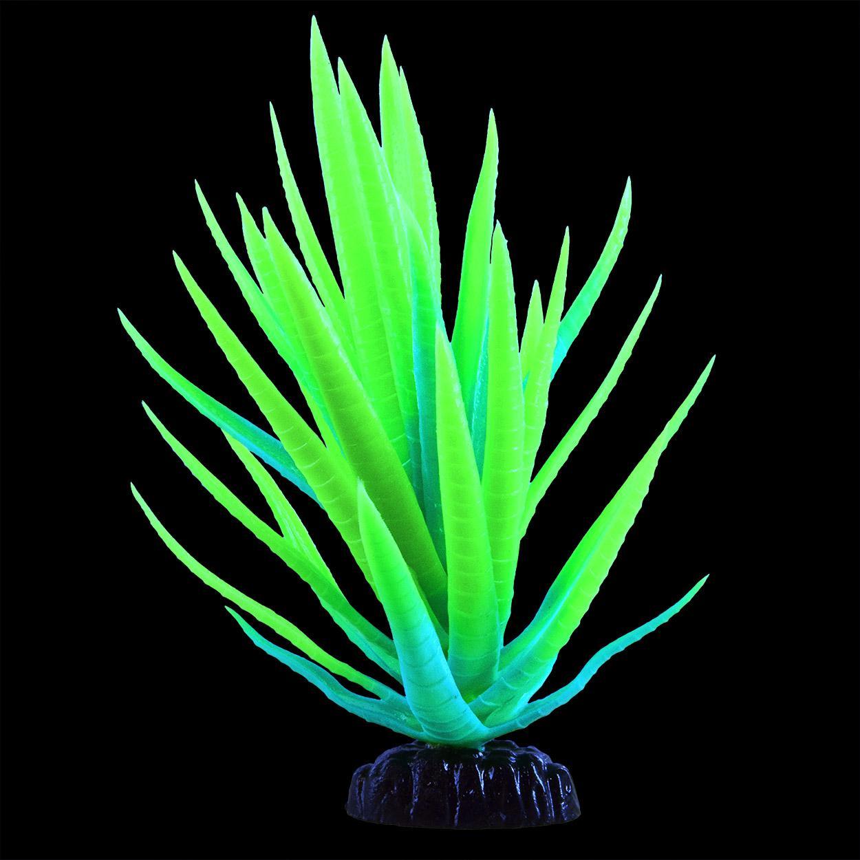 UT Glow Agave Plant