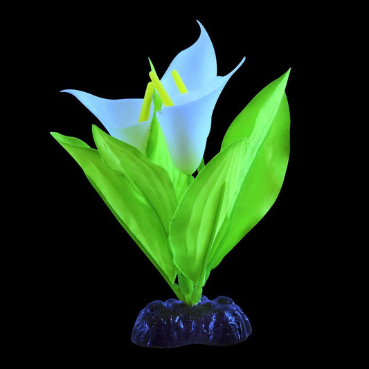 UT Glow Broadleaf Lily