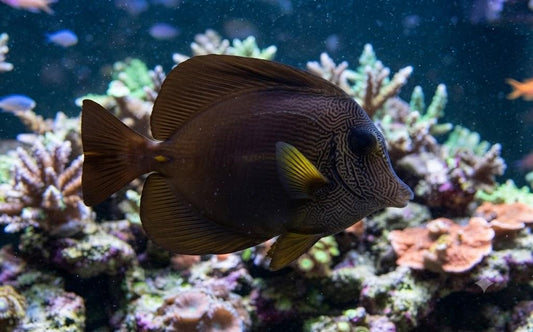 Scopus Tang 5"