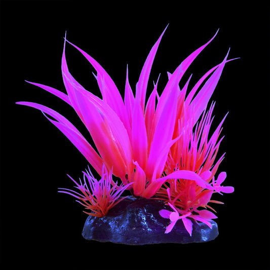 UT Glow Star Plant Pink
