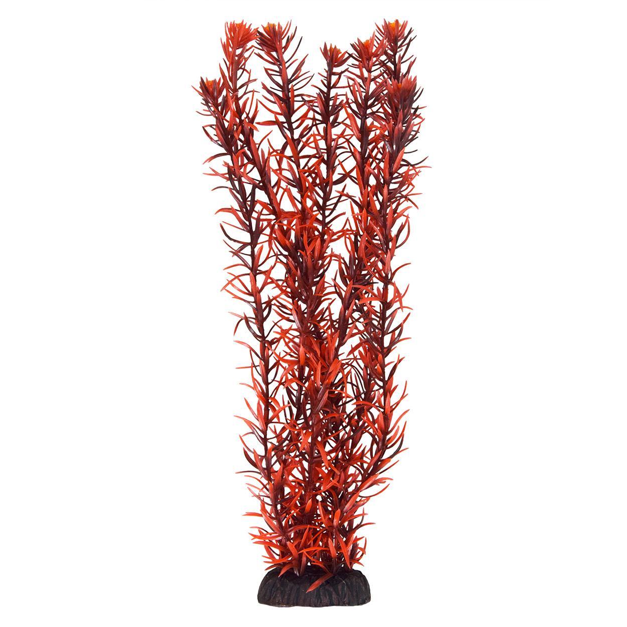 UT Rotala Indica - 16"