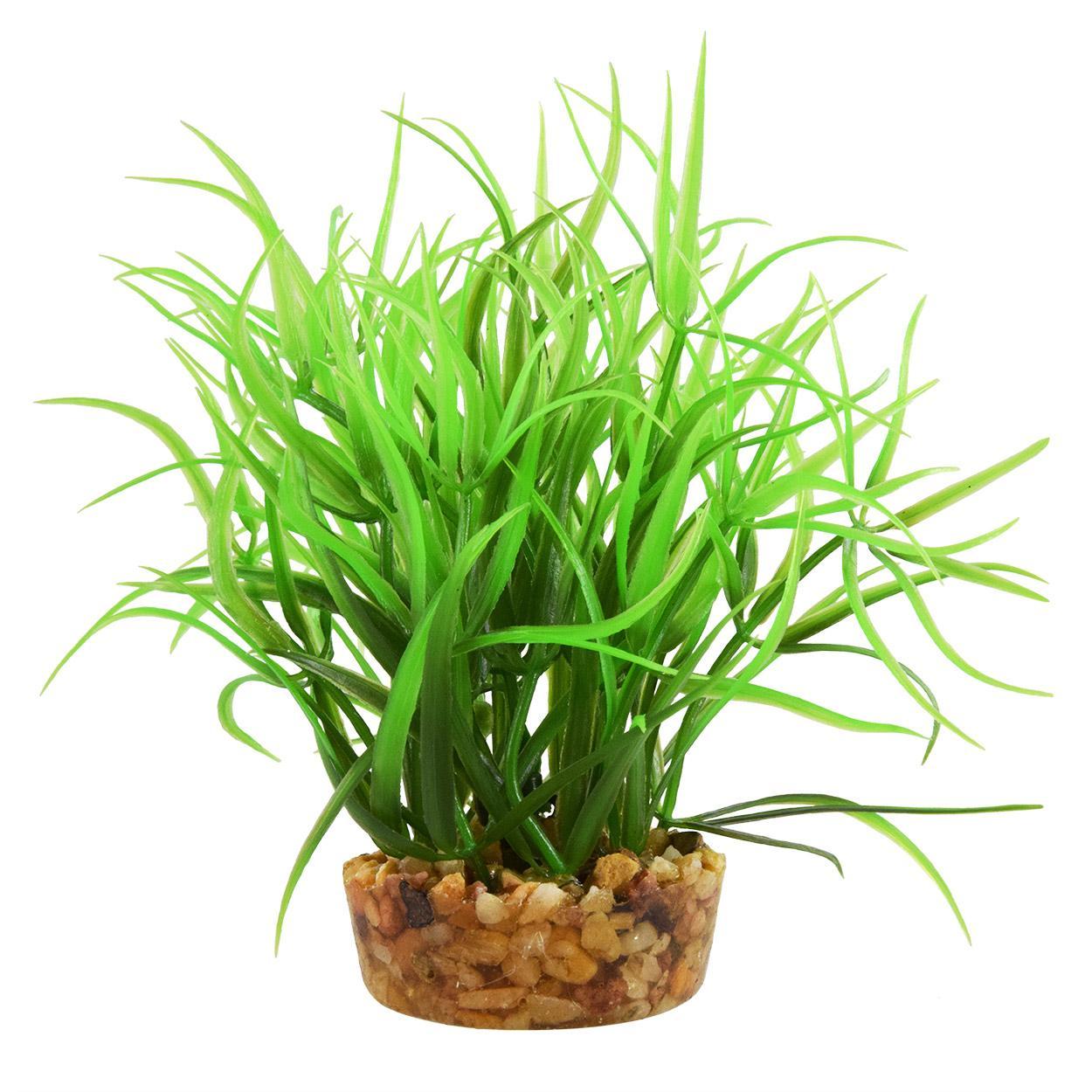UT Star Grass - 4"