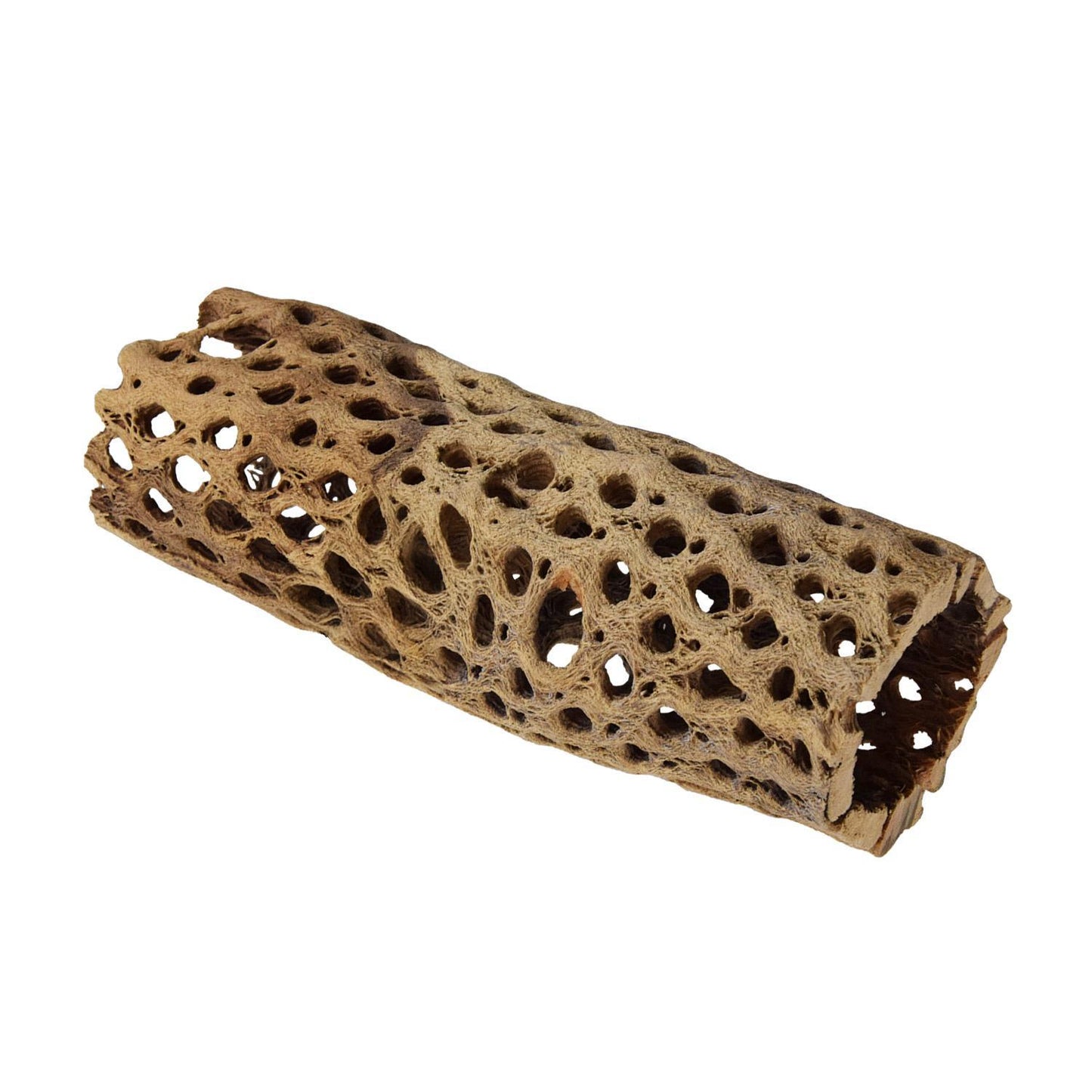 UT Medium Cholla Tunnel Small 6"